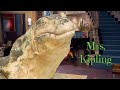 Mrs kipling jessie  evolution in movies  tv 2011  2019