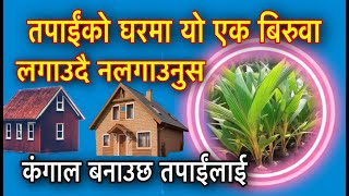 तपाईंको घरमा यो एक बिरुवा लगाउदै नलगाउनुस कंगाल बनाउछ तपाईंलाई/Vastu tips