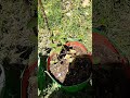 blackberry plant and strawberry plants in my garden.
