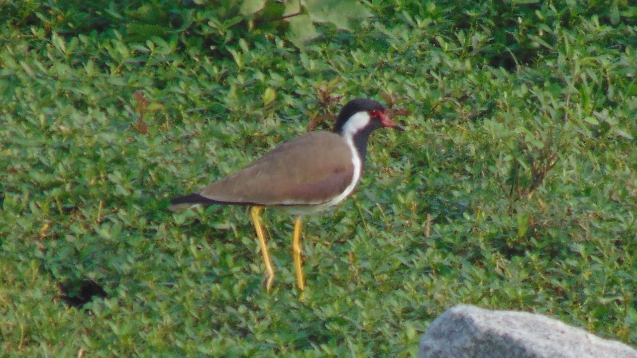 Lake Symphony: Red-wattled Lapwing's Melodic Serenade