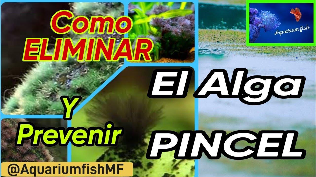 Cómo eliminar el ALGA PINCEL del acuario YouTube