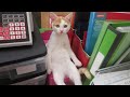 The weirdest cat in the world  funny cats of 2024