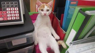 The Weirdest Cat In The World 🐱🤣 Funny Cat Videos of 2024