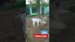 Ongole calf Ongole calf
