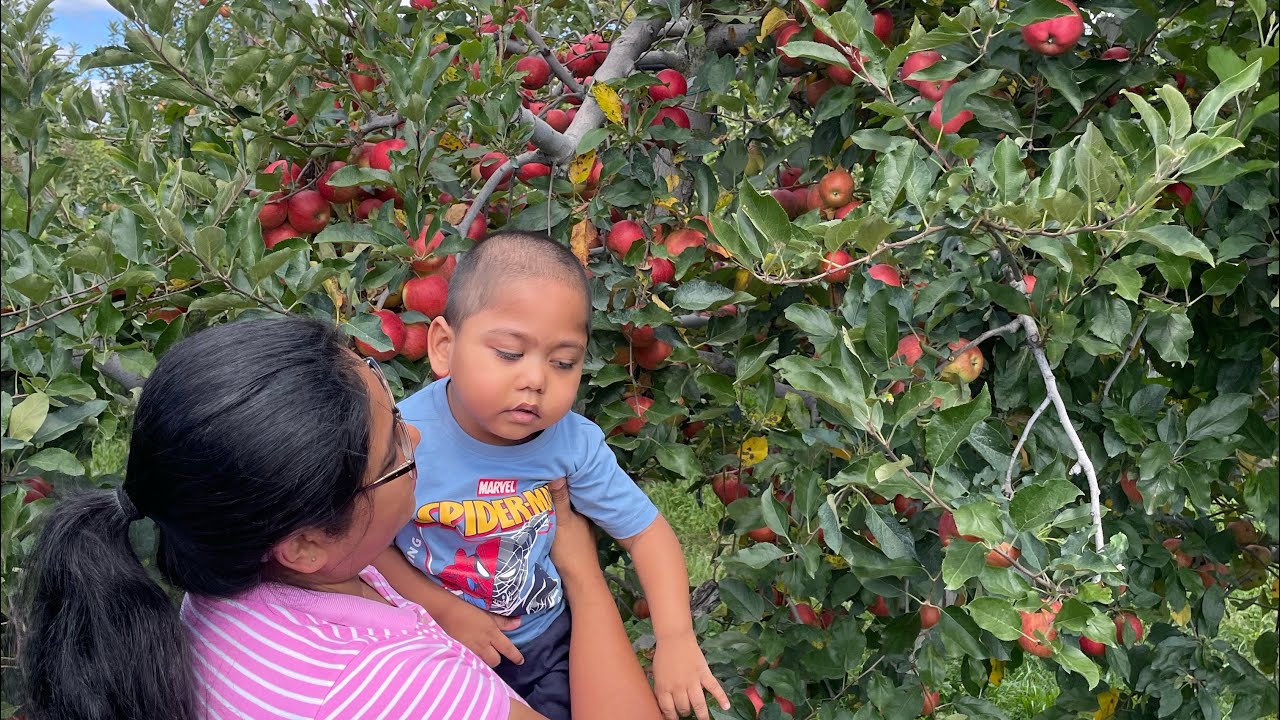 আমেরিকায় বিঘার পর বিঘা জমি জুড়ে আপেল ও নাশপাতি বাগান |Apples 🍎& Pears 🍐 picking| BD Vlogger In USA