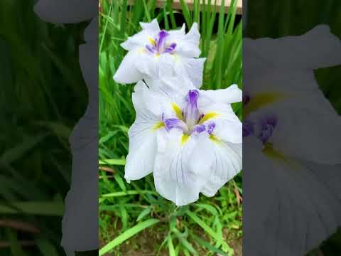 【砺波市】頼成の森「花しょうぶ祭り2024」に癒されました サムネイル