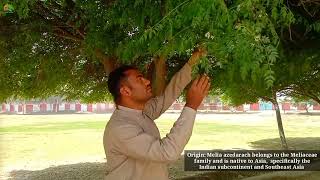 Introduction of Bakain Tree