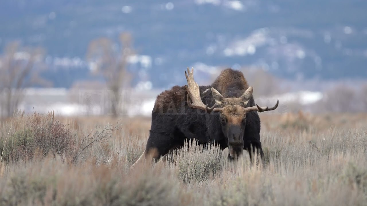Stock Video - Bull moose showing one broken paddle on its antlers during the Rut