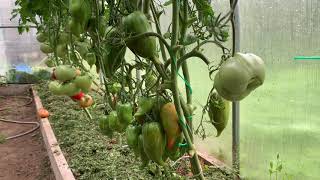 картинка: О фитофторозе.