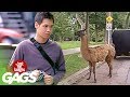 Free Llama Prank - Funny Videos