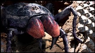 Life Of A Mesothelae | GIANT PREHISTORIC SPIDER SIMULATOR - YouTube