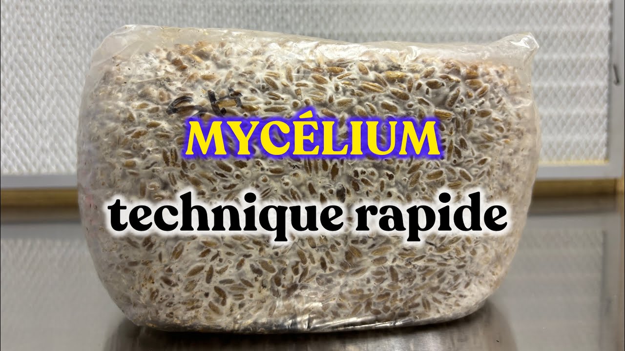 Comment faire du mycélium sur grains rapidement dans sa cuisine [no soak tek]