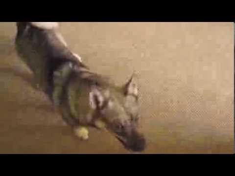 Vídeo: Raça De Gos Sueca Vallhund Hipoalergènic, De Salut I De Vida