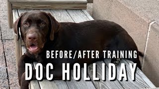 Best Obedience Trainers for Labrador Retrievers - Doc Holliday B4/After by Off Leash K9 Training of the LowCountry 364 views 4 years ago 11 minutes, 18 seconds