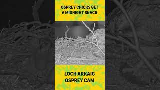 Loch Arkaig osprey chicks get a midnight snack
Theres no rest for our osprey parents on nest 2, with Louis bringing the hungry chicks a much-needed night time meal, carefully served up by mum Dorcha.
Subscribe for more osprey nest cam highlights! ✨
View both of our cameras and join the conversation on all the nest action at
https://www.woodlandtrust.org.uk/trees-woods-and-wildlife/osprey-cam/ Loch Arkaig osprey chicks get a midnight snack