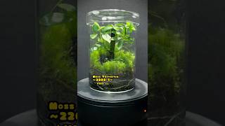 Moss Terrarium  ～2202-1～ コケリウム #shorts #terrarium #苔テラリウム #苔 #moss