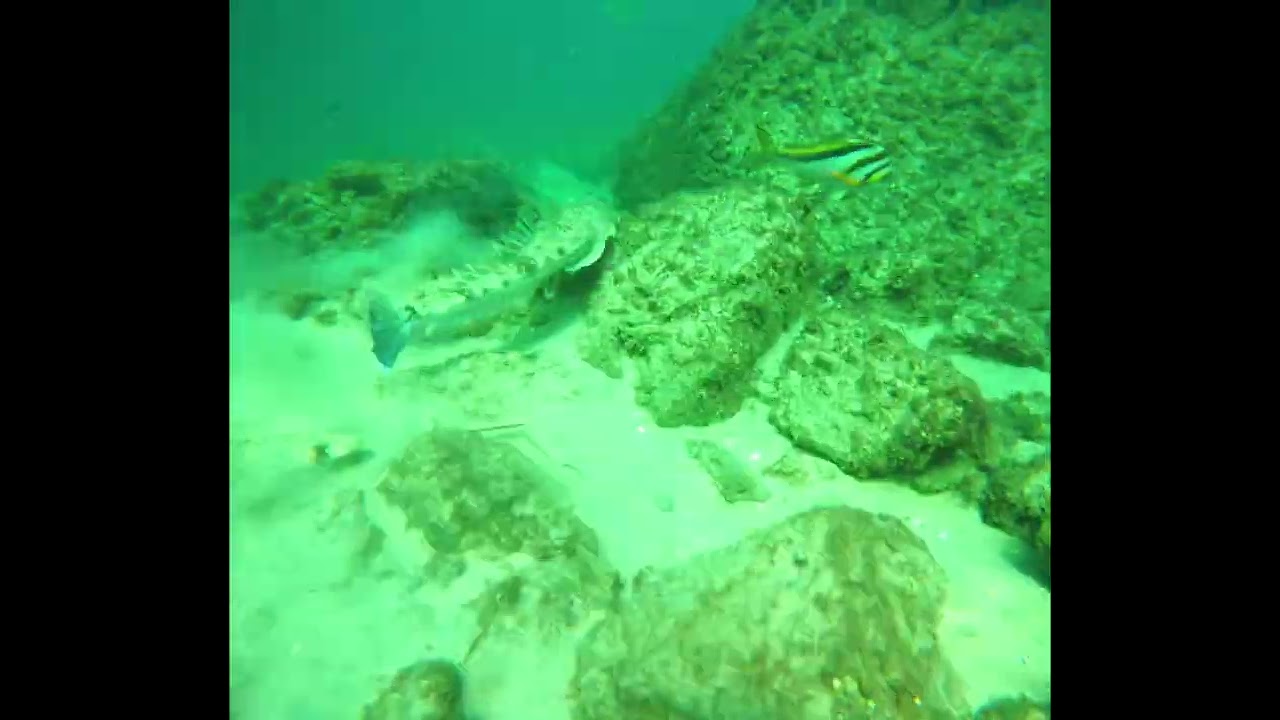 Gold Coast diving 