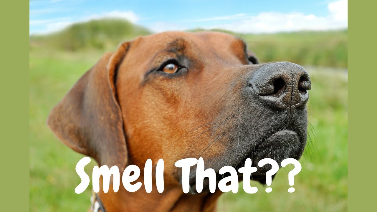 Your Dog Can Smell THIS Emotion – Science Proves It