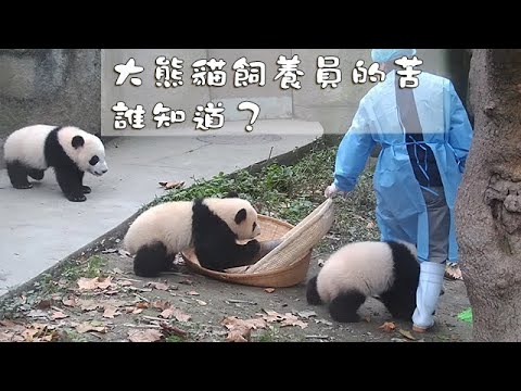 《熊貓早晚安》大熊貓飼養員的苦誰知道？ | iPanda熊貓頻道