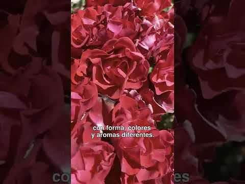 Video: Cuidado de las rosas de desfile: Cómo cultivar rosas de desfile en el jardín