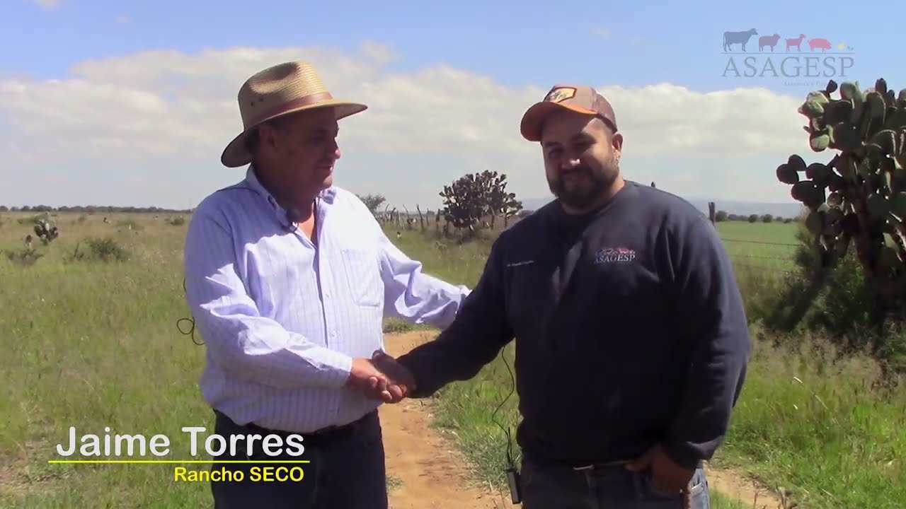 Raza caprina Anglo nubia. Rancho SECO