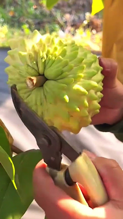 Petani melakukan pembukaan pada buah sirsak yang di kemas #shorts