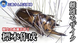 【標本】雌雄モザイク ミヤマクワガタ 雌雄モザイク ミヤマクワガタ 標本用品