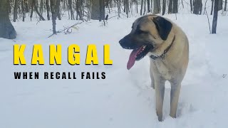 When Kangal Recall Fails (And What To Look Out For) | Turkish Kangal Dog | Ash The Kangal by Ash The Kangal 2,682 views 1 year ago 9 minutes, 49 seconds