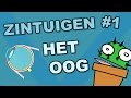 Onderdelen van het oog  zintuigen 1  cactuss biologie