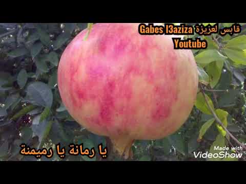 تراث شعبي تونسي يا رمانة يا رميمنة