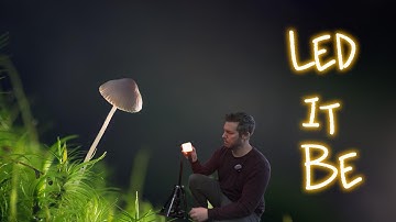 Mushroom Macro Photography with LED Lights | Creative LED Photography Tips