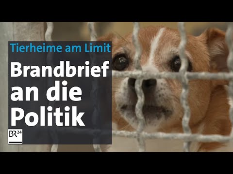 Tierheime am Limit: