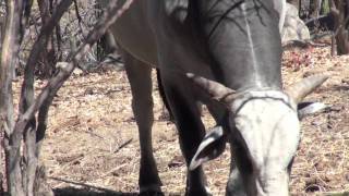 What Is What San Dionisio Compilation