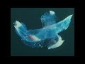 Blue Water Diving