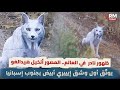 ظهور نادر في العالم.. المصور أنخيل هيدالغو يوثّق أول وشق إيبيري أبيض بجنوب إسبانيا 😲🐆