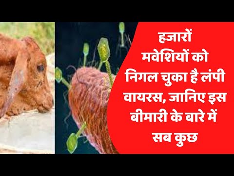 हजारों मवेशियों को निगल चुका है लंपी वायरस, जानिए इस बीमारी के बारे में सब कुछ