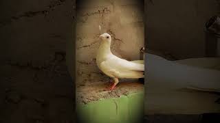 madrsi pigeon #pigeon #kabootar #pigeonlaver #trendingvideo #viralvideo