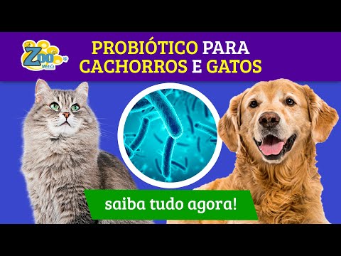 Vídeo: Probióticos Para Gatos: O Que São E Como Ajudam?