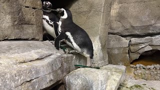 Penguin Nesting Season 2024
Spring is in the air, and so is penguin nesting season!
Both species of penguins at Shedd are provided with nest-building materials like rocks, pieces of hose and lavender to mimic materials found in their native habitats for nesting season. Males will work to build nests to attract a female mate or to reinforce an existing bond.
Female rockhoppers will inspect the nests to choose their mate, so the males must carefully select the best rocks, carrying them back one-by-one in their beaks. But if a fellow male has an eye-catching rock already in his nest, the penguins may resort to stealing from others in the colony. Penguin Nesting Season 2024