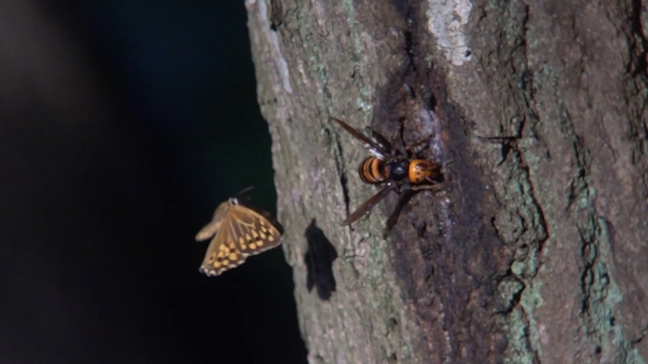 スズメバチに逆襲する蝶 Youtube