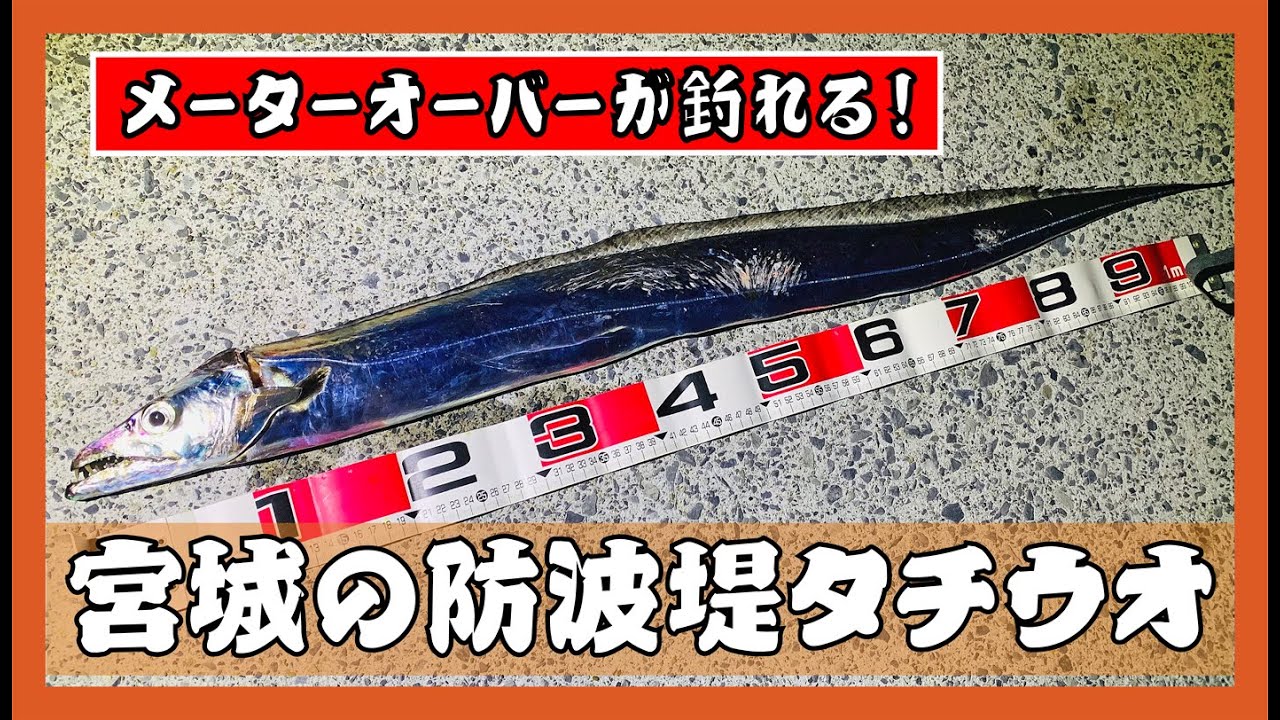 【宮城釣り】防波堤から1ｍオーバーのタチウオ釣れた
