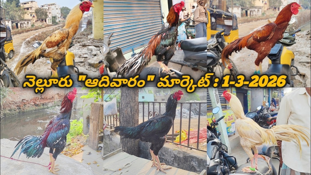 నెల్లూరు 