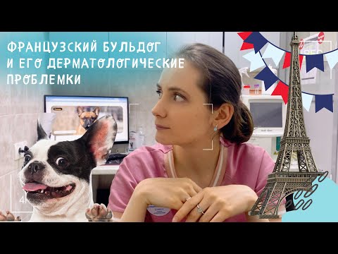 Видео: Французский бульдог и их дерматологические проблемы -полезная информация от ветеринара-дерматолога🐾