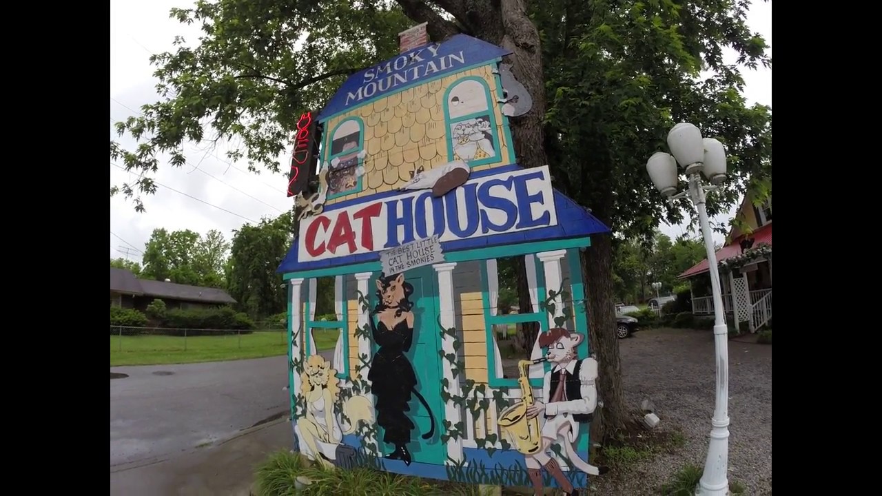 We Visit a REAL CAT HOUSE! - YouTube