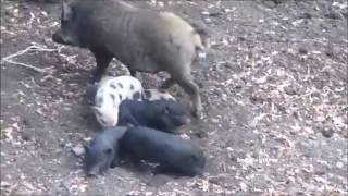 WACHTING PIGS