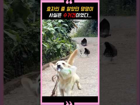 효자인 줄 알았던 댕댕이... 사실은 수거견이었다... thumbnail
