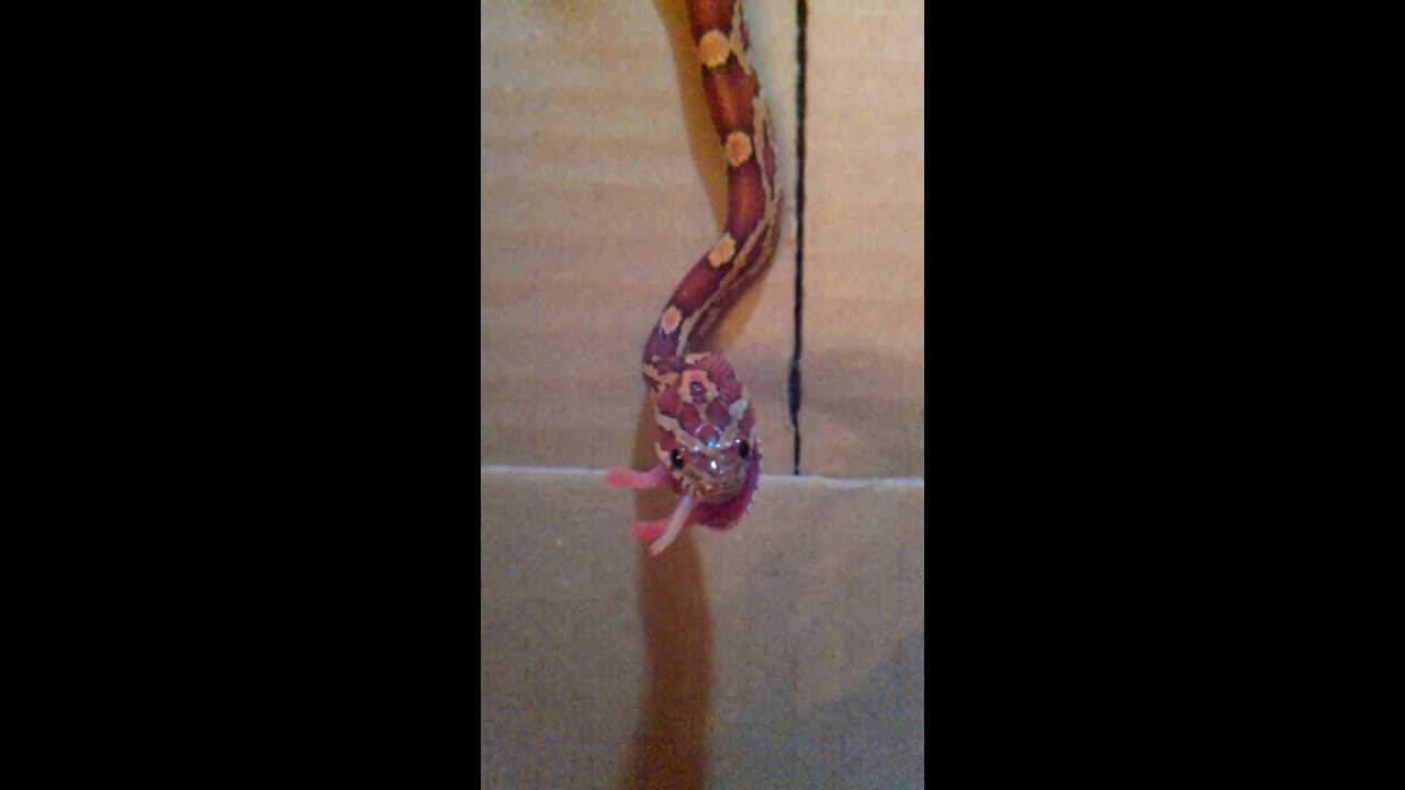 cold brew coffee My Corn Snake Eating A Pinky #1