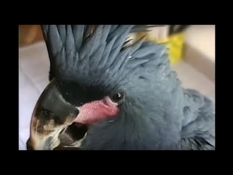 Hranjenje palma kakadua starog par meseci - Probosciger aterrimus - Palm cockatoo