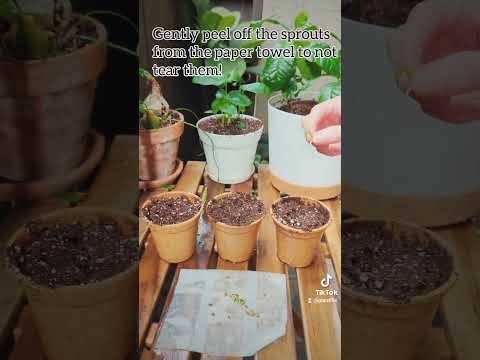 Video: Fatsia Tohum Yayılımı - Fatsia Tohumlarını Nasıl ve Ne Zaman Ekeceğinizi Öğrenin