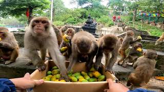 Todays food for monkeys litchi & mango as well as fresh meal for hungry dogs